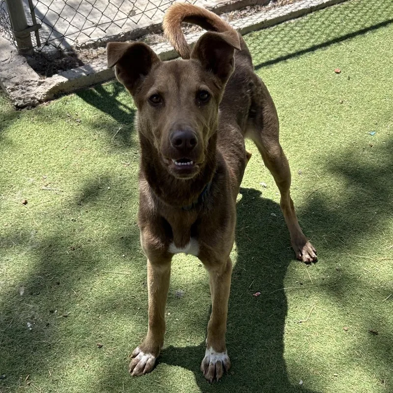 A young medium-sized male Brown / Chocolate Mixed Breed dog named Zo Butler Campus for adoption in Flagstaff, AZ