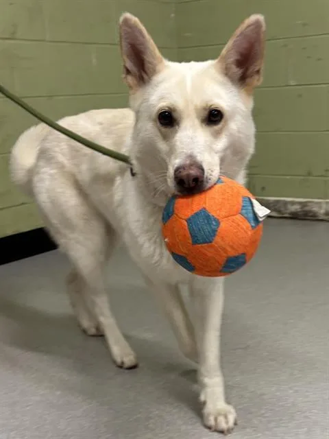 An adult large-sized female Siberian Husky dog named Zephyra for adoption in Indianapolis, IN
