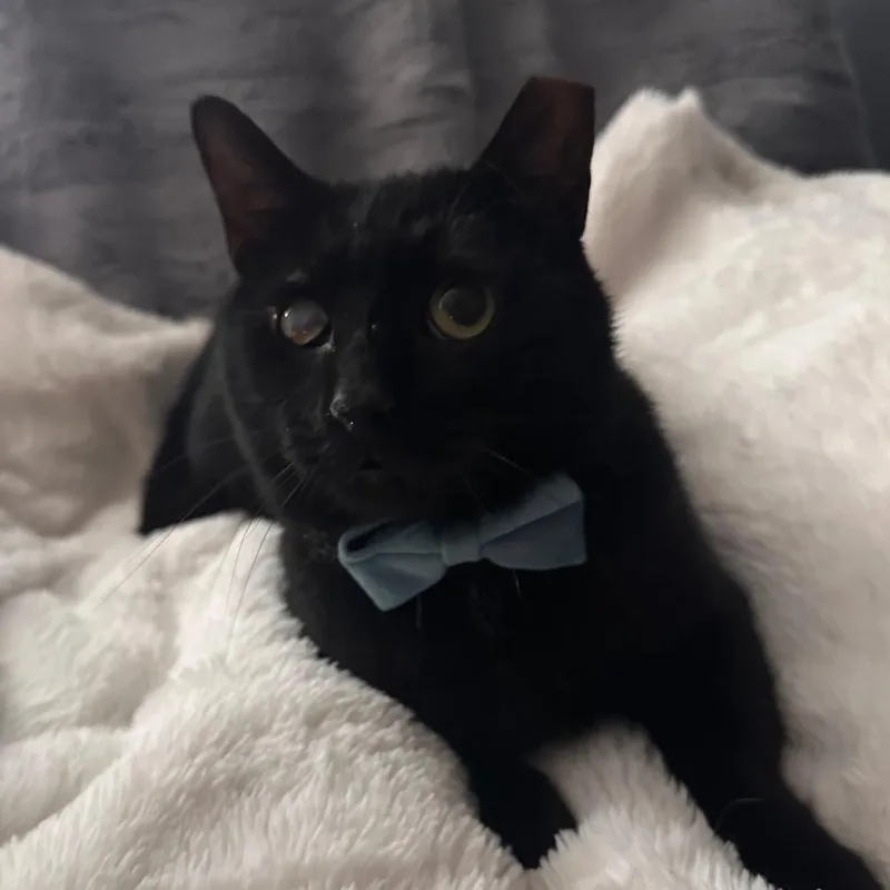 An adult medium-sized male Domestic Short Hair cat named Wiper Blade of the for adoption in Sterling, VA