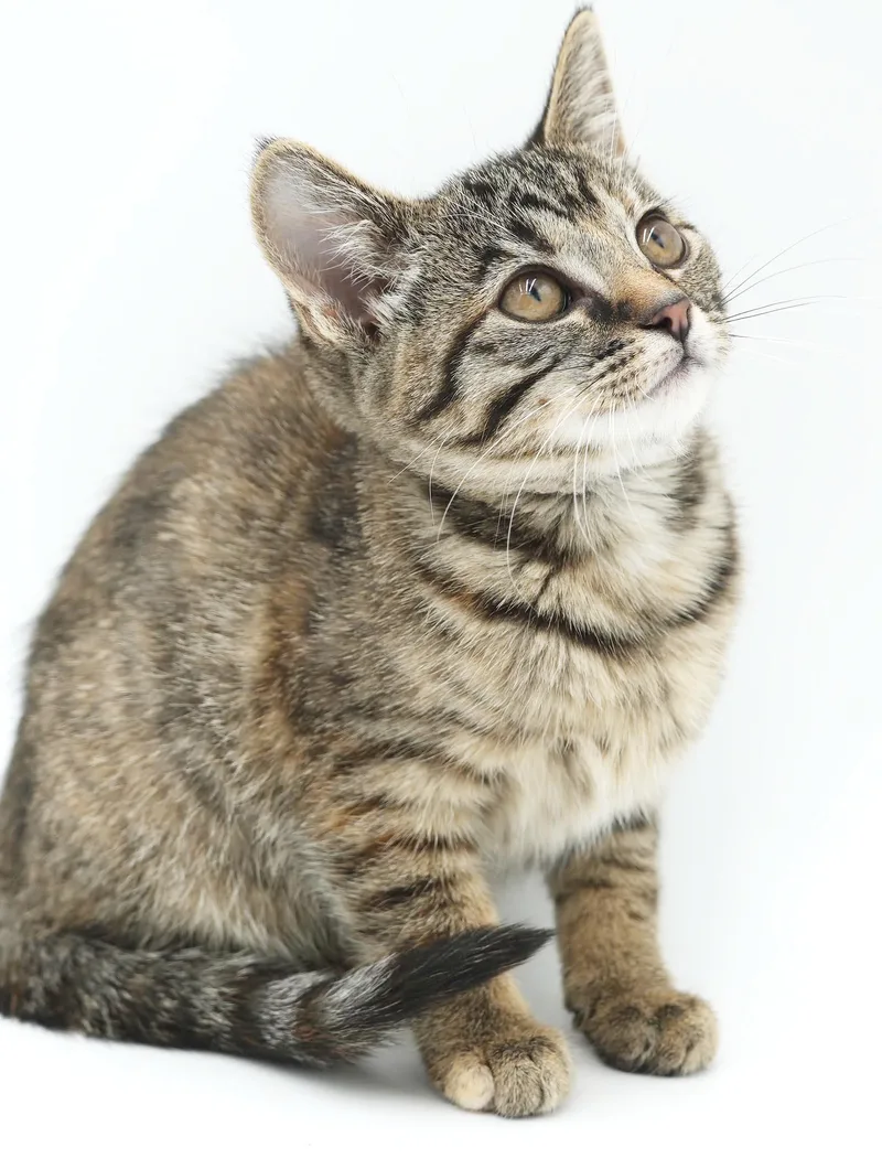 A baby small-sized female Torbie cat named Sally is so so for adoption in Bedford Hills, NY
