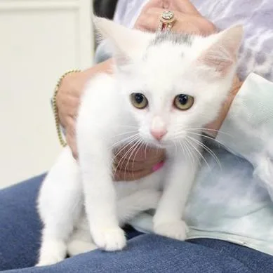 A baby small-sized female White Domestic Short Hair cat named Ruby for adoption in Birmingham, AL