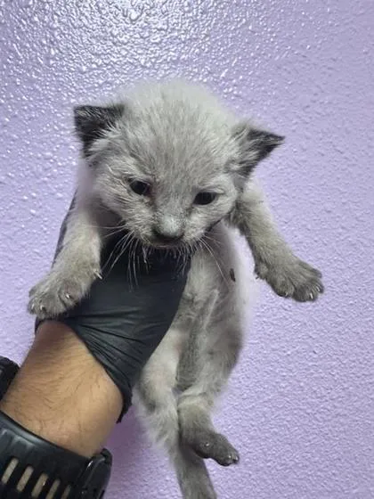 A baby small-sized male White Domestic Short Hair cat named 60781128 for adoption in El Paso, TX