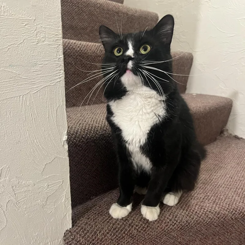 An adult large-sized male Black Domestic Medium Hair cat named Percy for adoption in Wakefield, MA