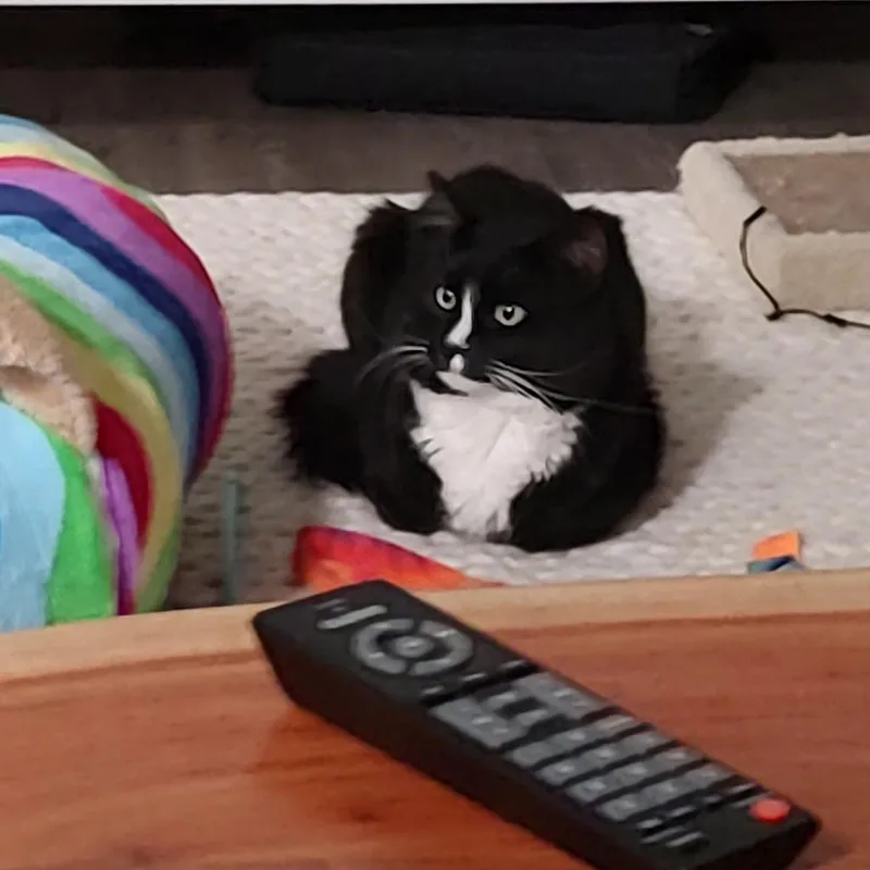Percy thumbnail 4