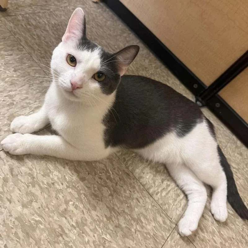 A baby small-sized male Gray & White Domestic Short Hair cat named Kabochu for adoption in Chicago, IL