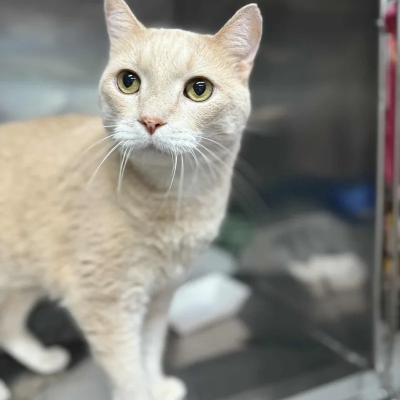 An adult large-sized male Buff / Tan / Fawn Domestic Short Hair cat named Joey for adoption in Martinsville, IN