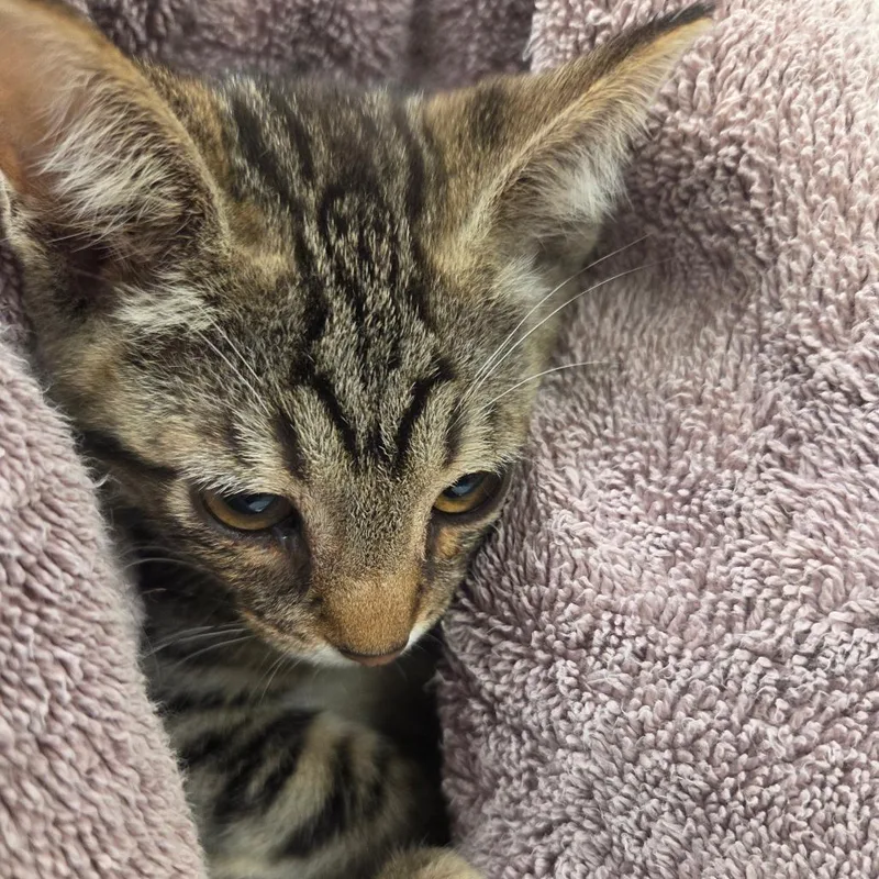 A baby medium-sized male Brown / Chocolate Domestic Short Hair cat named Samwise for adoption in Chattanooga, TN
