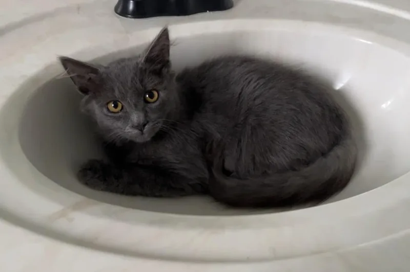 A baby medium-sized male Domestic Short Hair cat named Jinx for adoption in Youngsville, NC