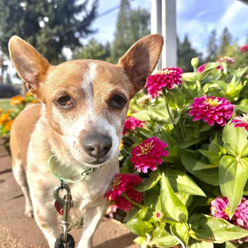 A senior small-sized female White / Cream Chihuahua dog named Chyna for adoption in Medford, OR