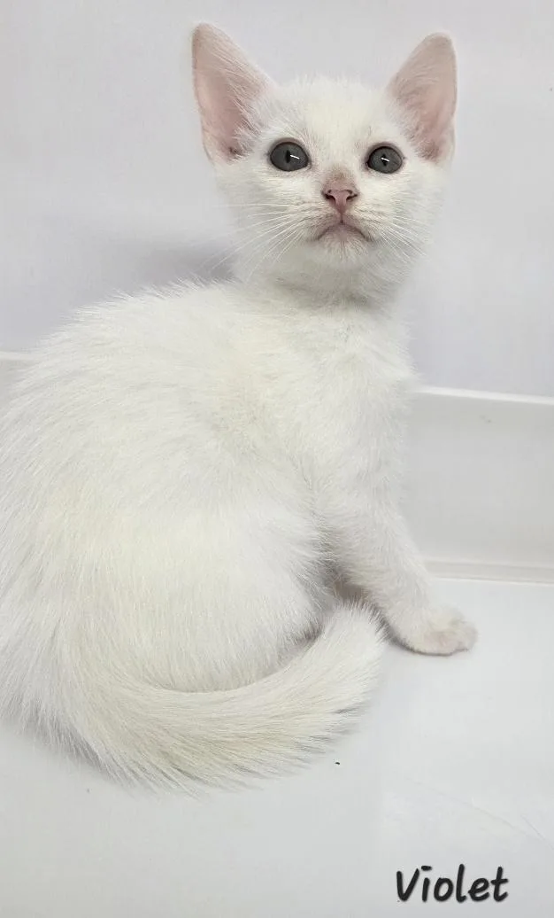 A young medium-sized female Cream / Ivory Domestic Short Hair cat named Violet for adoption in Key Largo, FL