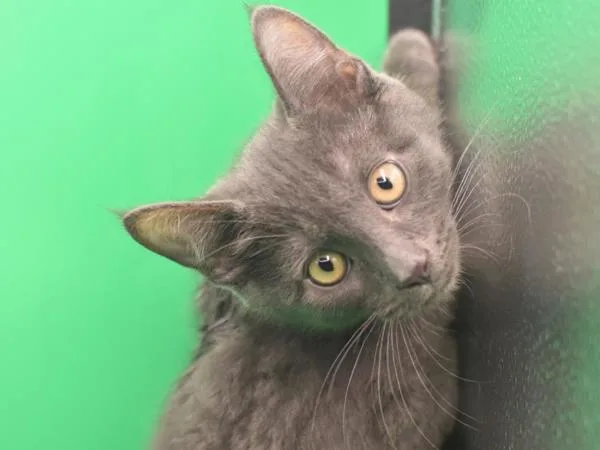 A baby small-sized male Domestic Short Hair cat named Perran for adoption in Portland, OR