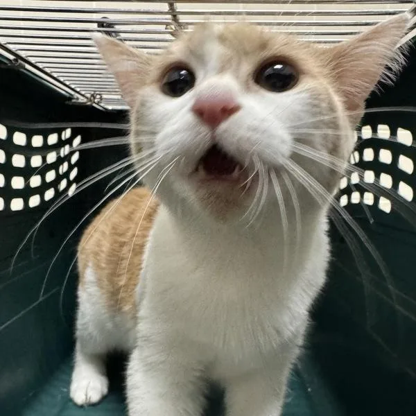 A baby small-sized male Domestic Short Hair cat named Moon Cheese for adoption in Des Moines, IA