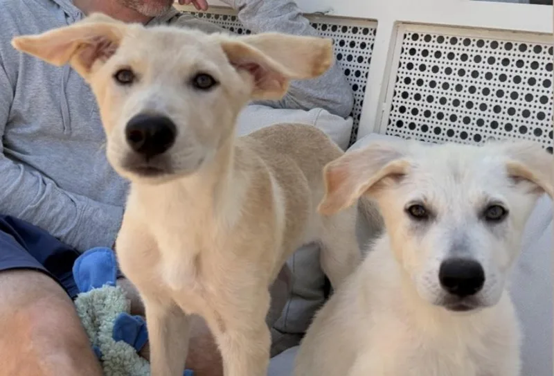 A baby medium-sized male Shepherd dog named Yuki for adoption in Commerce City, CO
