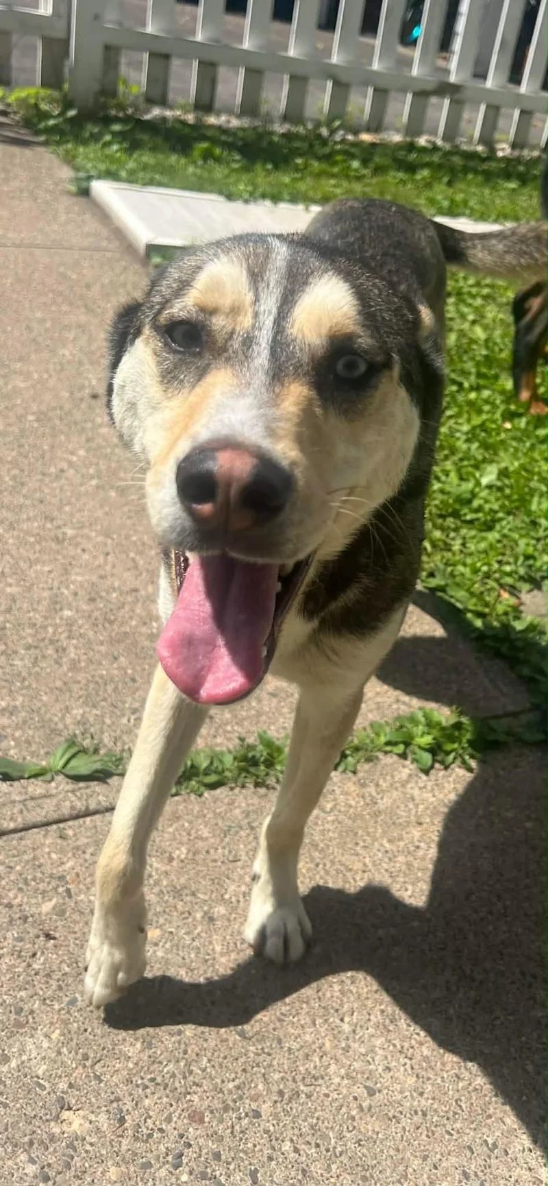 A young large-sized male Husky dog named Chase & Skye for adoption in Lakeville, MN