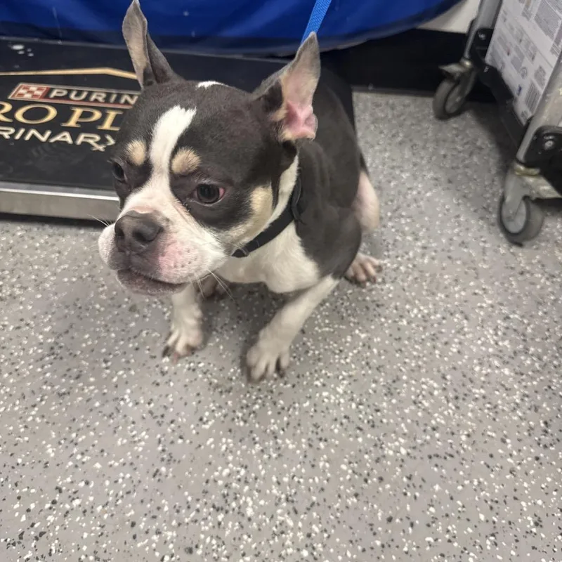 A young small-sized female Gray / Blue / Silver Boston Terrier dog named HACCStray for adoption in Henderson, NV