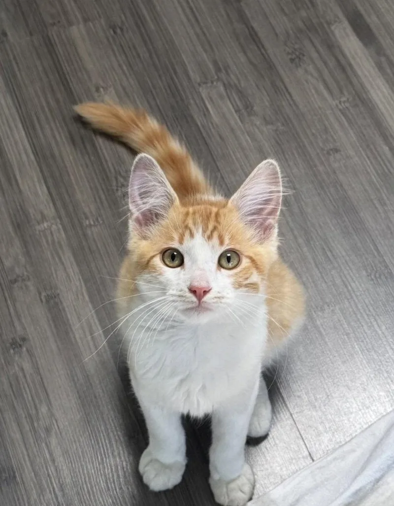 Toby