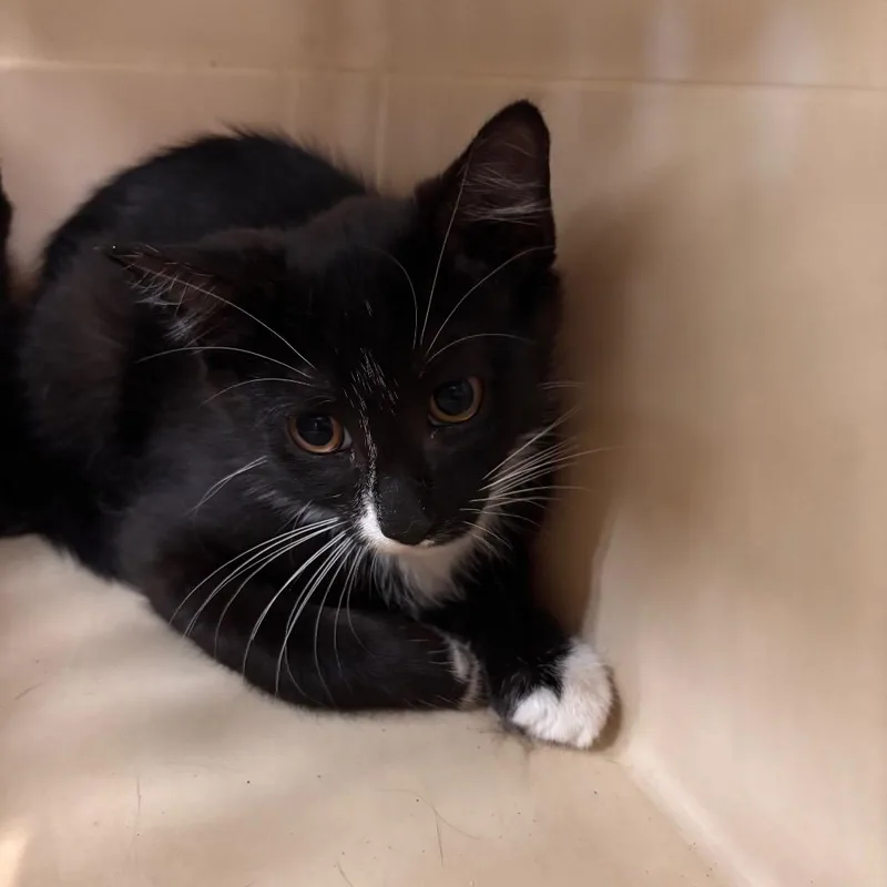 A baby small-sized male Black Domestic Short Hair cat named Ferb for adoption in Allentown, PA