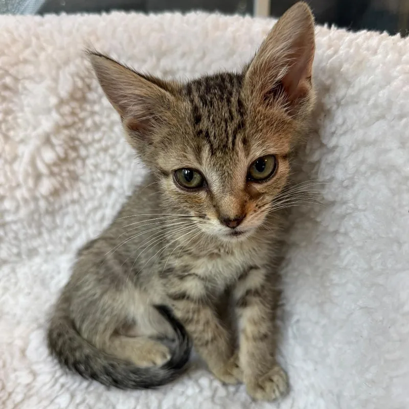 A baby small-sized male Brown / Chocolate Domestic Short Hair cat named Tyrion Lannister for adoption in Winchester, VA
