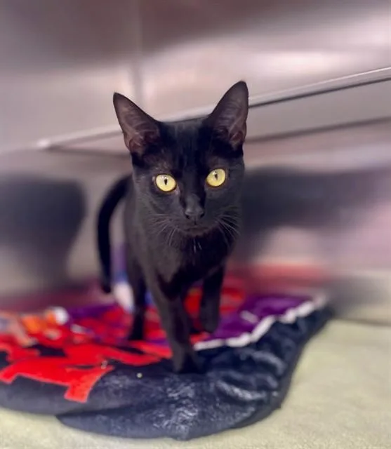 A young medium-sized female Domestic Short Hair cat named Amethyst for adoption in Naples, FL