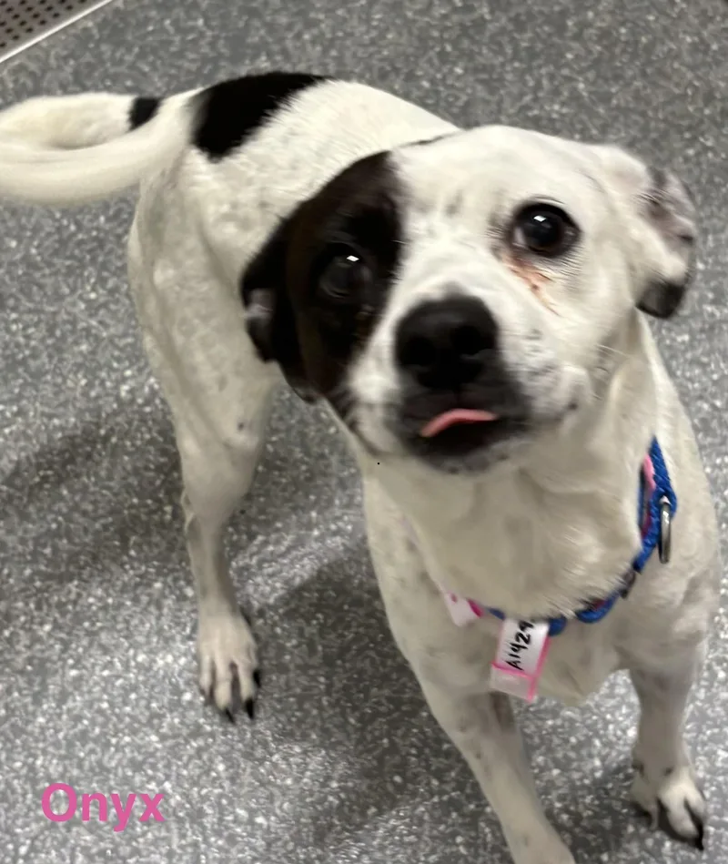 An adult small-sized female Black Terrier dog named Onyx for adoption in Las Vegas, NV