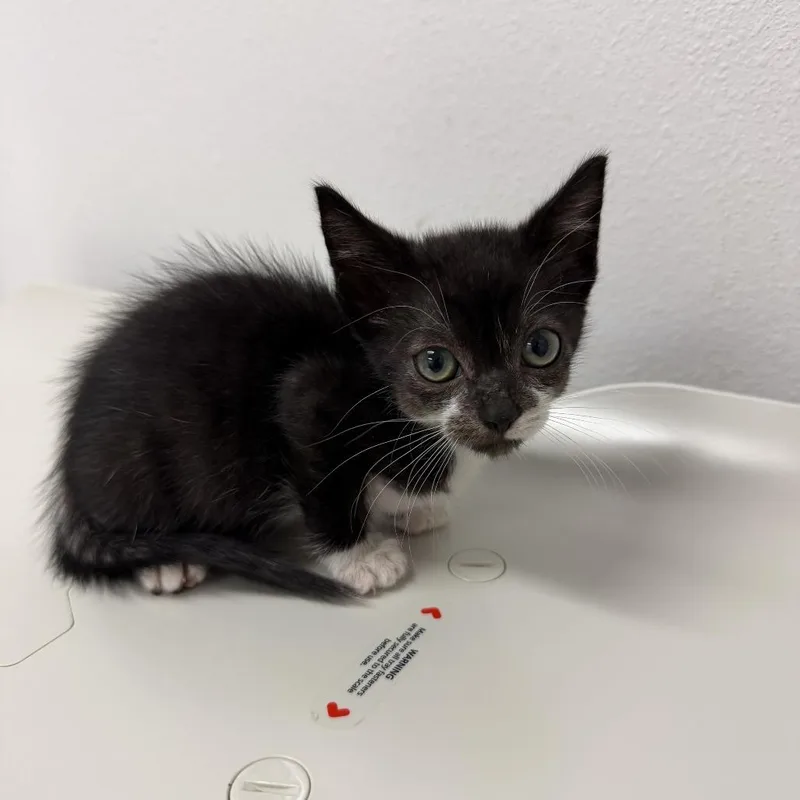A baby small-sized female Domestic Short Hair cat named Blair B for adoption in Edinburg, TX