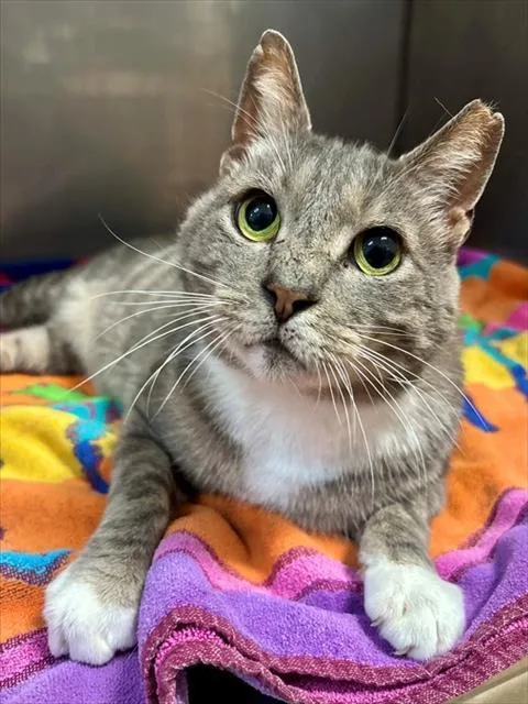An adult large-sized male Domestic Short Hair cat named Earl for adoption in York, SC