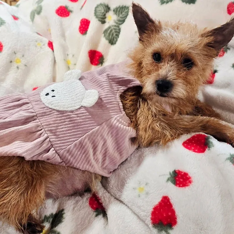 A baby small-sized female Yellow / Tan / Blond / Fawn Cairn Terrier dog named Nehi and puppies MORE for adoption in Athens, AL