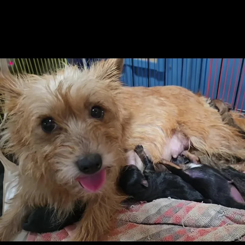 Nehi and puppies MORE thumbnail 2
