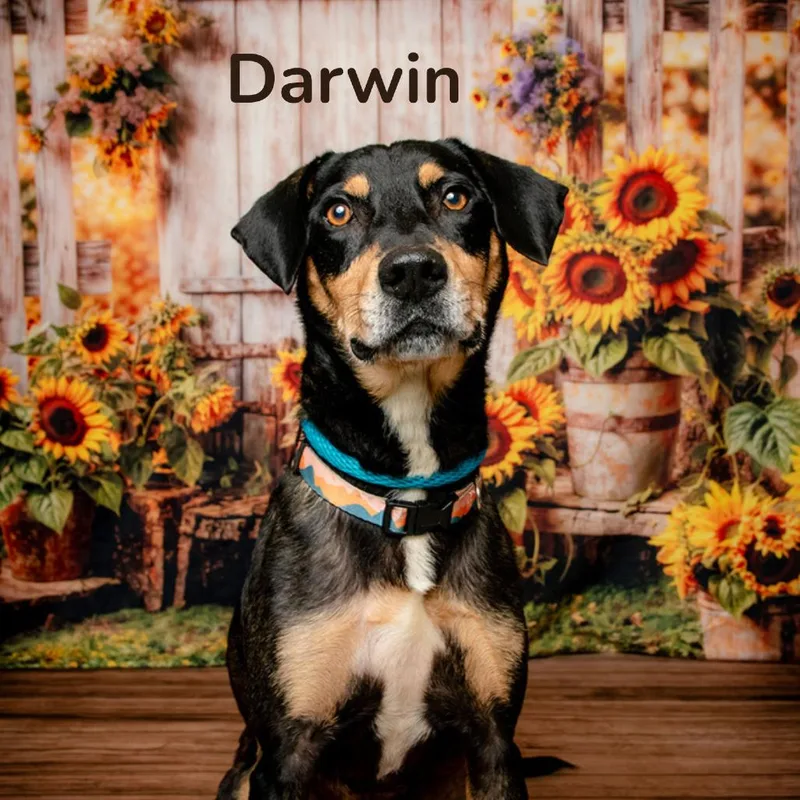 A senior medium-sized male Black Hound dog named Darwin for adoption in Oak Ridge, TN