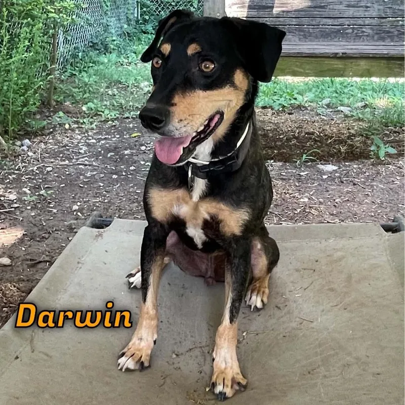 Darwin thumbnail 2