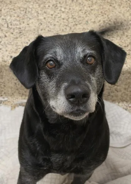 A senior large-sized female Mixed Breed dog named Noventa for adoption in Aiken, SC
