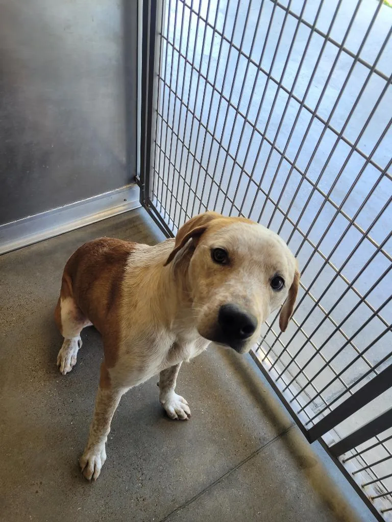 A young large-sized male Cattle Dog dog named Colt for adoption in Huntsville, TX