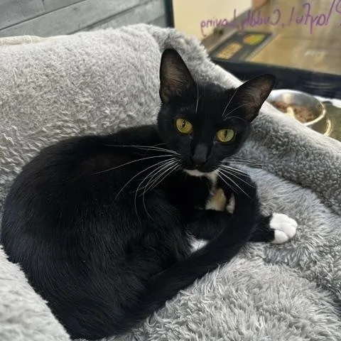 A young medium-sized female Black & White / Tuxedo American Shorthair cat named Mae for adoption in St. John, IN