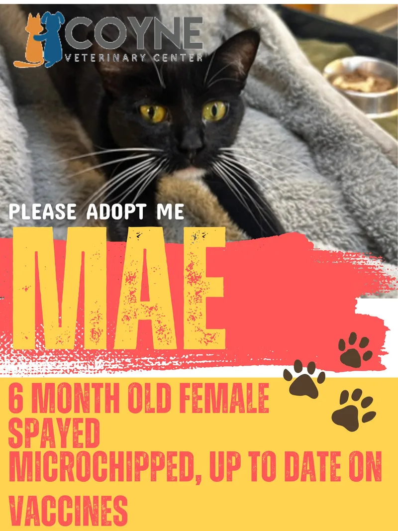 Mae thumbnail 3