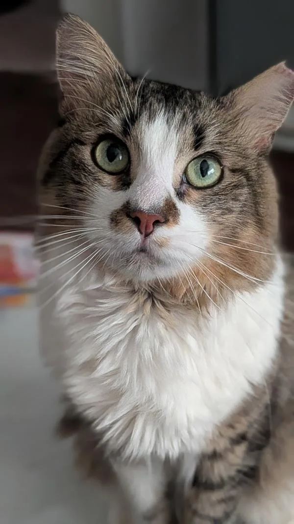 Franklin