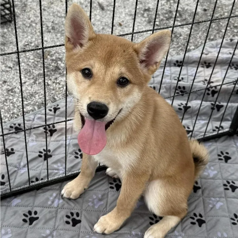A baby small-sized female Shiba Inu dog named Scarlet for adoption in Melbourne , FL