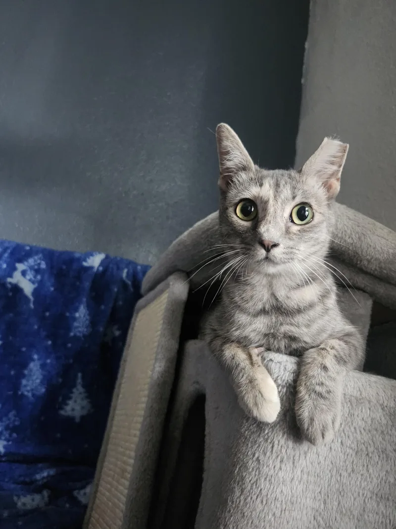 A young small-sized female Domestic Short Hair cat named Itsy for adoption in Long Beach, CA