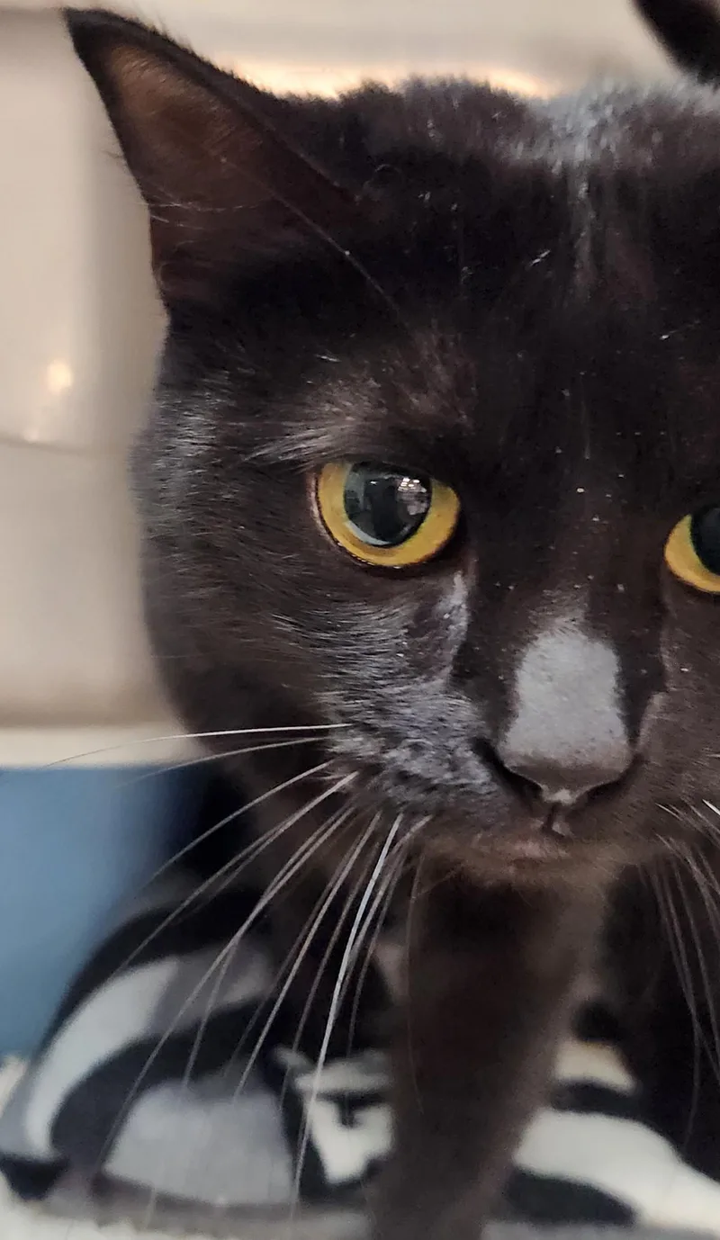 A young medium-sized female Black Domestic Short Hair cat named Jackie for adoption in San Antonio, TX