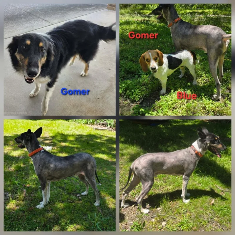 A baby medium-sized female Carolina Dog dog named Izzy for adoption in Crocker, MO