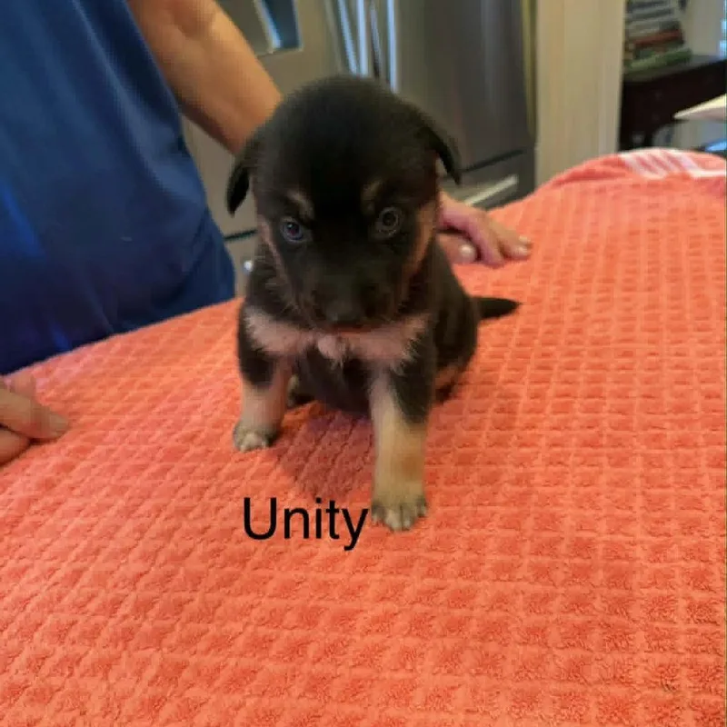 A baby medium-sized female Black Mixed Breed dog named Unity for adoption in Alexandria, VA