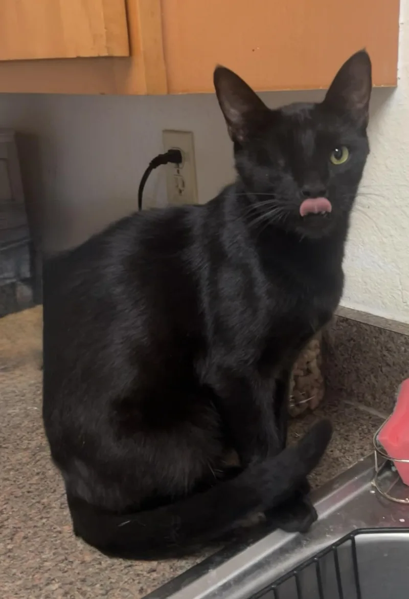 A young medium-sized male Black Domestic Short Hair cat named Shadow Riley Fuzzel Petsmart for adoption in Spring, TX