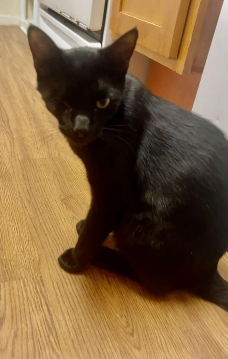 Shadow Riley Fuzzel Petsmart thumbnail 2