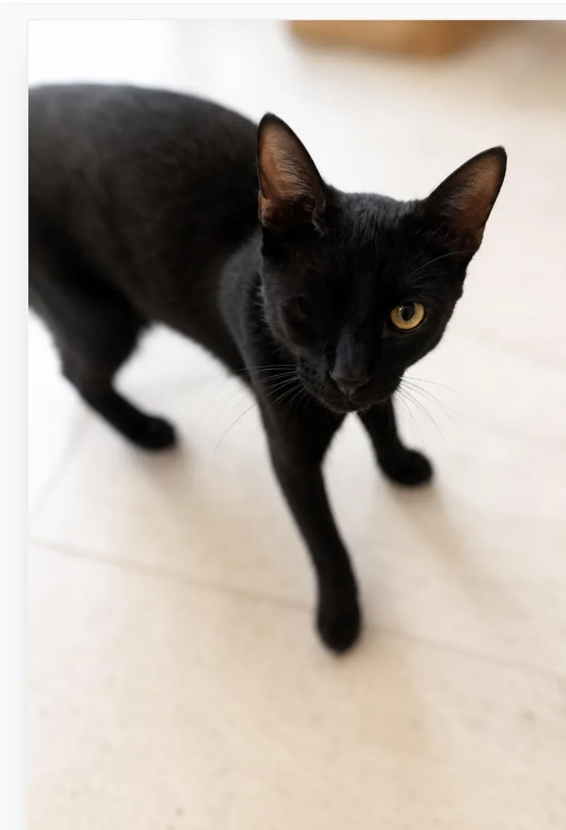 Shadow Riley Fuzzel Petsmart thumbnail 3