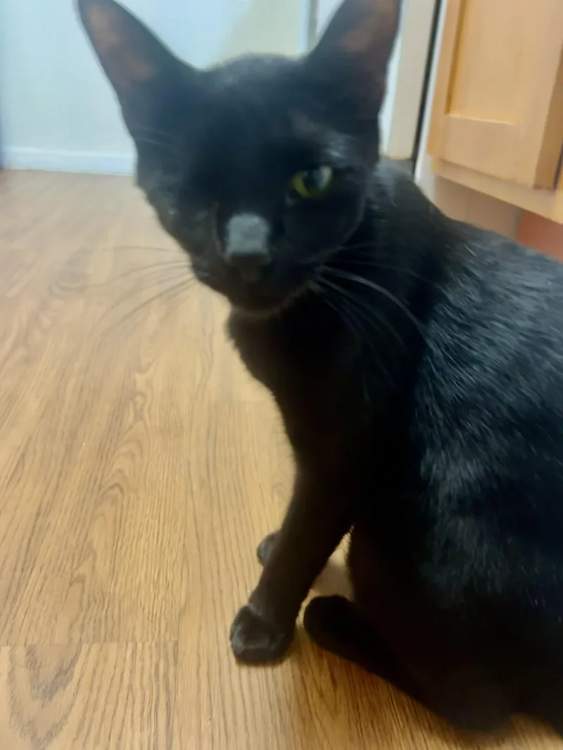 Shadow Riley Fuzzel Petsmart thumbnail 4