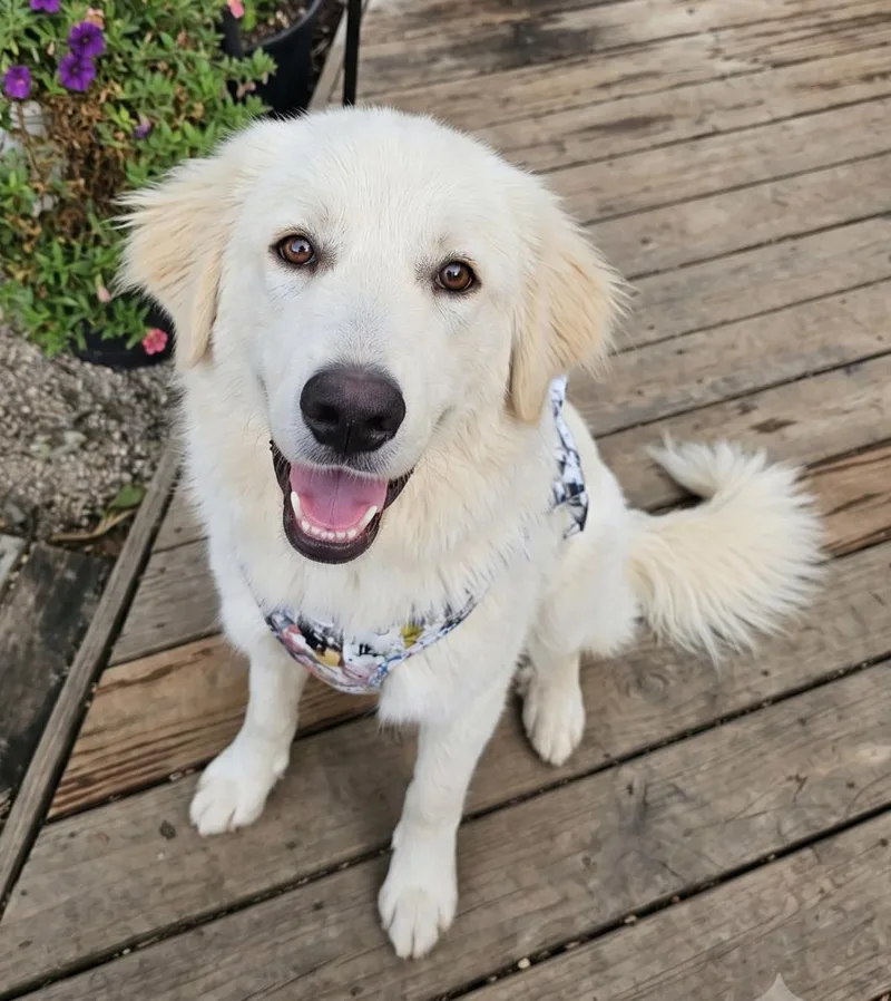 An adult medium-sized female Great Pyrenees dog named Pearl for adoption in Crown Point, IN