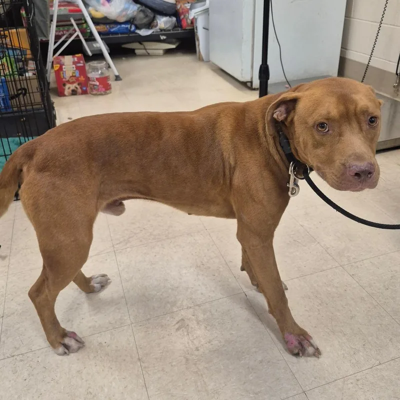 An adult medium-sized male Red / Chestnut / Orange Mixed Breed dog named Buster for adoption in Lake Panasoffkee, FL