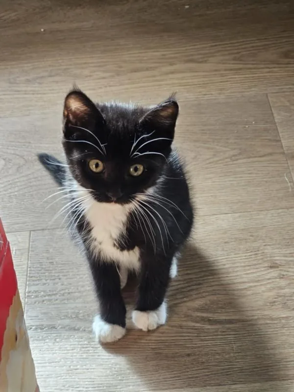 A baby small-sized female Domestic Short Hair cat named Lily for adoption in Santa Cruz, CA