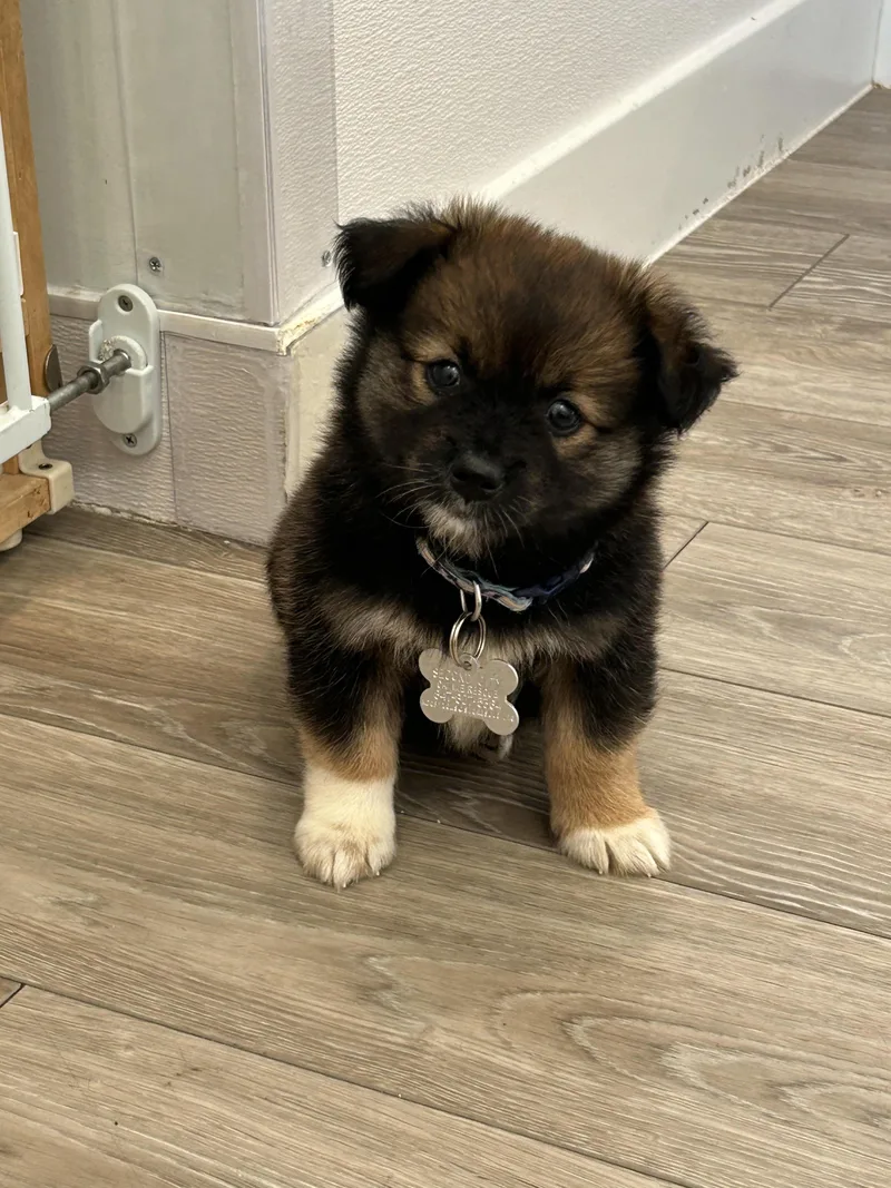 Finley