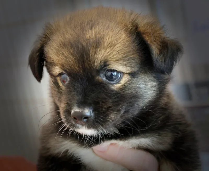 Finley thumbnail 4