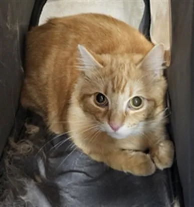 A young small-sized male Domestic Medium Hair cat named Sam for adoption in Los Angeles, CA